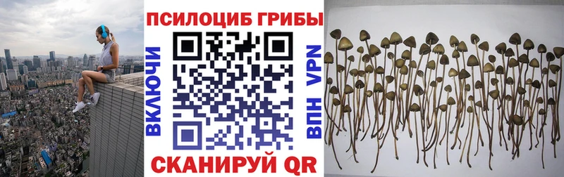 Галлюциногенные грибы Psilocybine cubensis  Омск 
